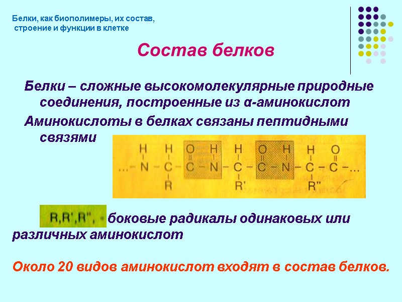 Белки – сложные высокомолекулярные природные соединения, построенные из α-аминокислот Аминокислоты в белках связаны пептидными